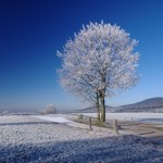 frost tree crop